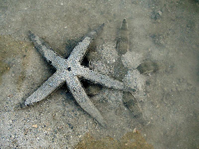 Common sea star, or sand-sifting sea star, Archaster typicus