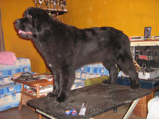 Качена снимка